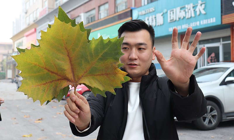 純電動樹葉收集車，秋季梧桐落葉收集轉(zhuǎn)運(yùn)終結(jié)者