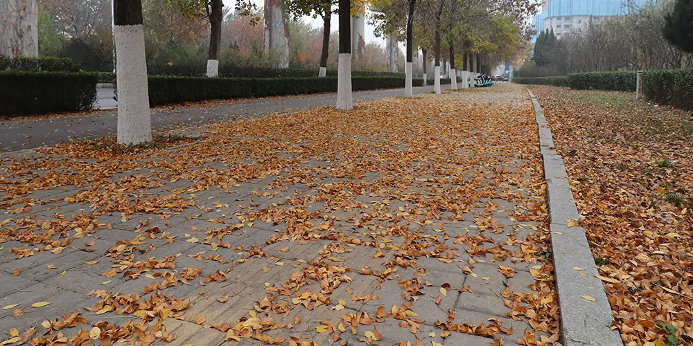 吸樹(shù)葉的神器